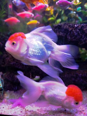 Oranda, Sülhsevər, Ünvandan götürmə - şəkil 4