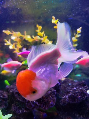 Oranda, Sülhsevər, Ünvandan götürmə - şəkil 5