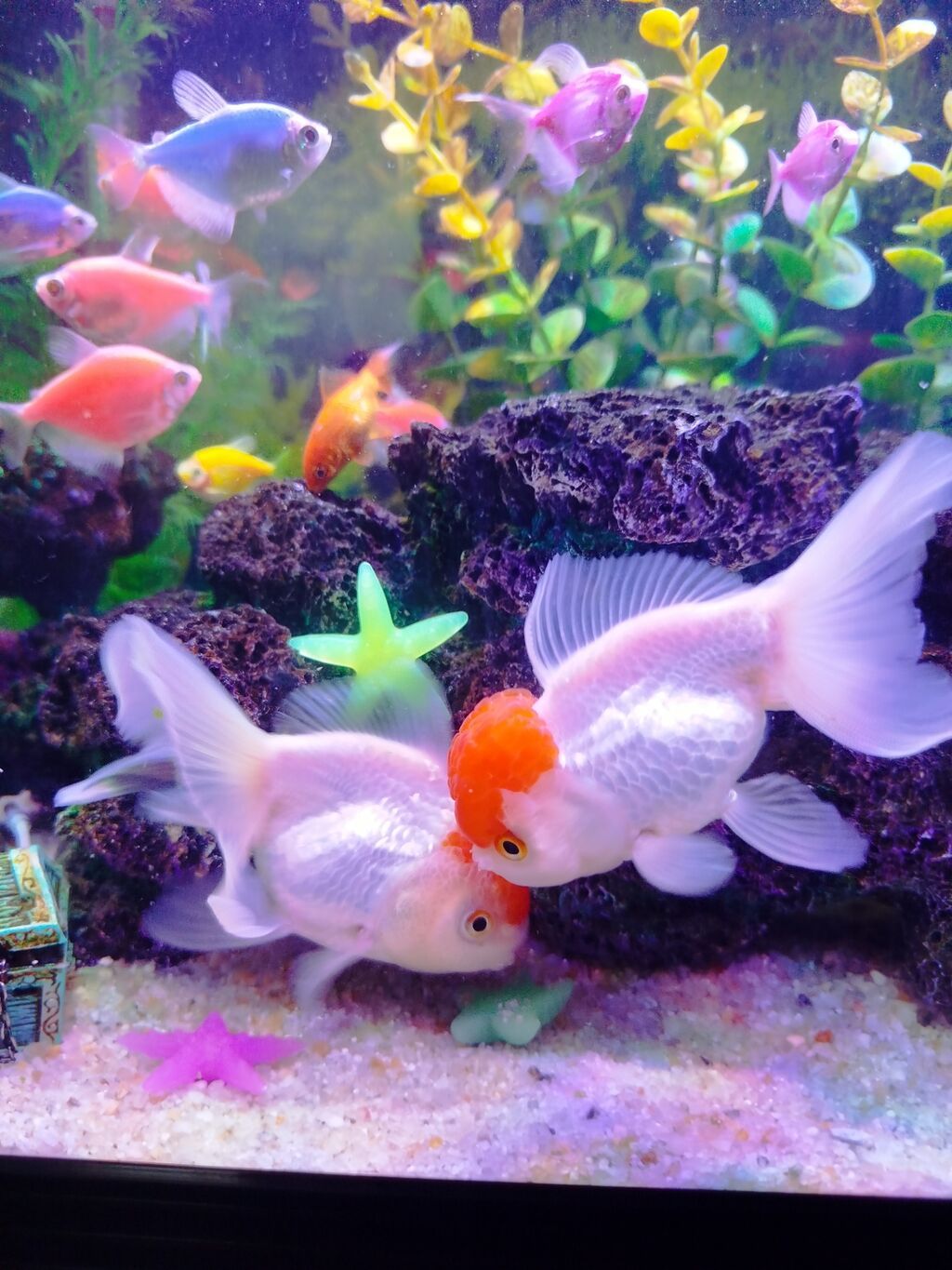 Oranda, Sülhsevər, Ünvandan götürmə