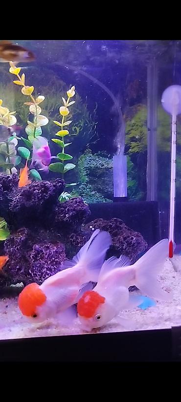 Oranda, Sülhsevər, Ünvandan götürmə - şəkil 3