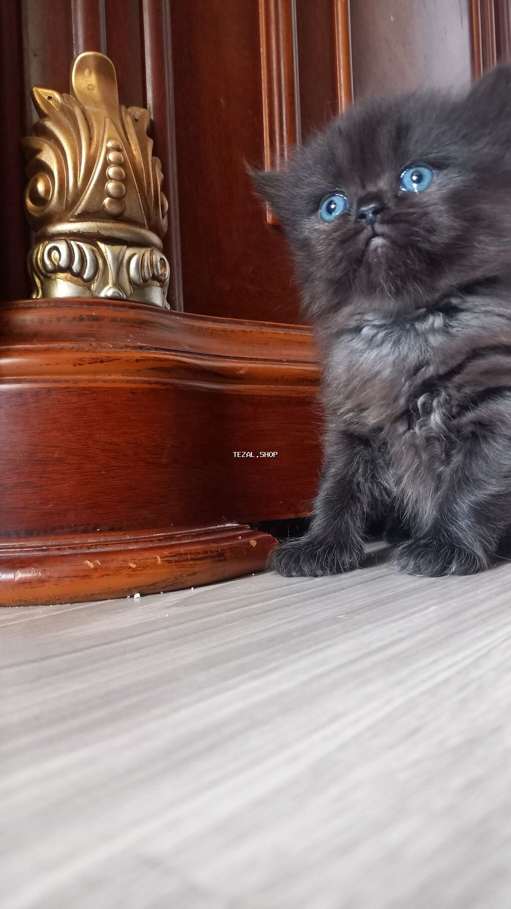 Fars, Erkək, Dişi - şəkil 2