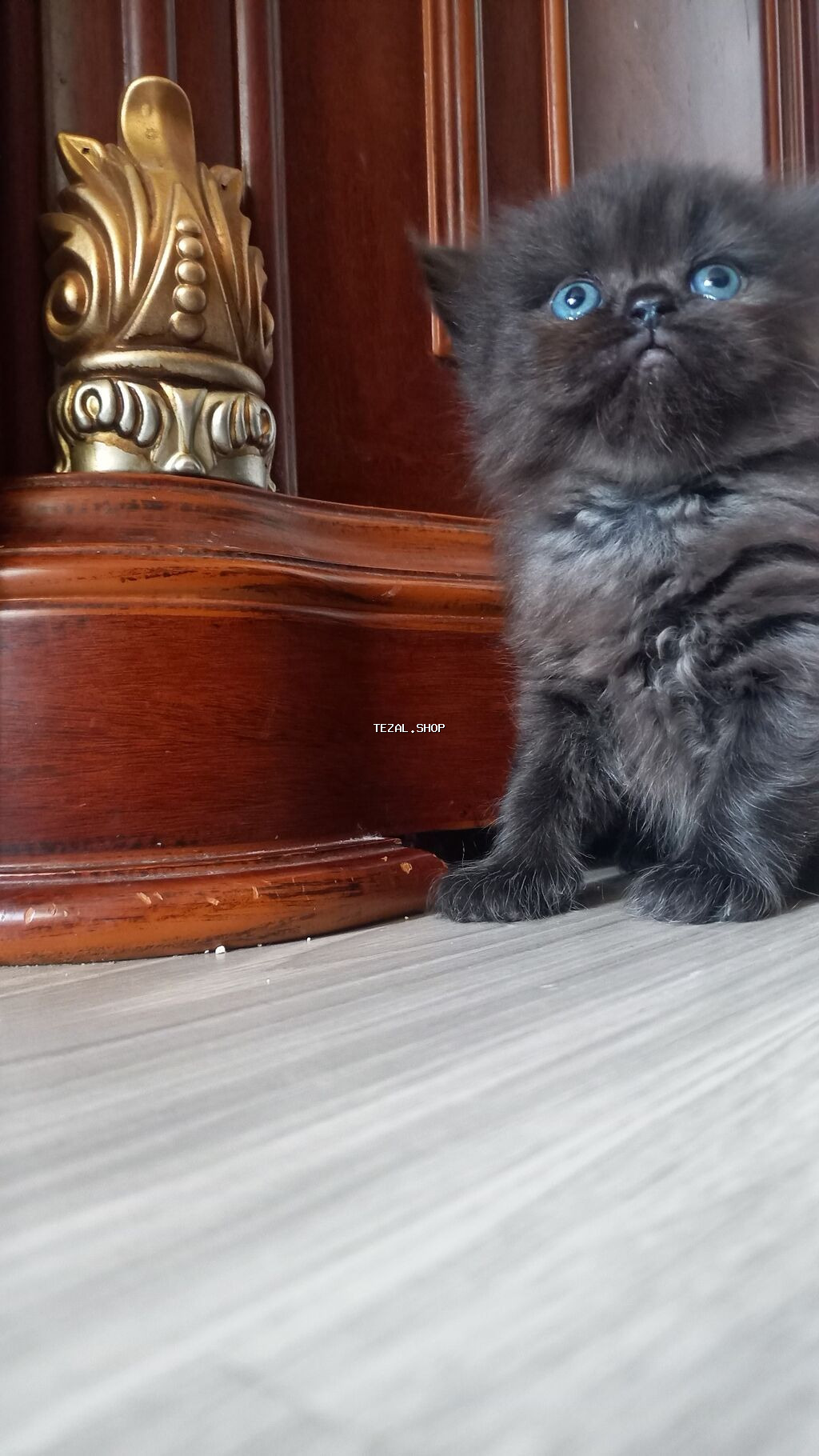 Fars, Erkək, Dişi - şəkil 3