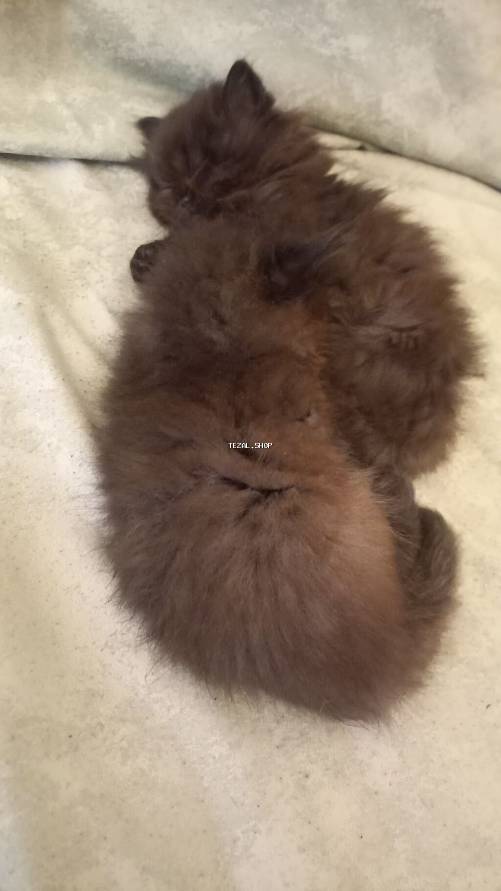 Fars, Erkək, Dişi - şəkil 4