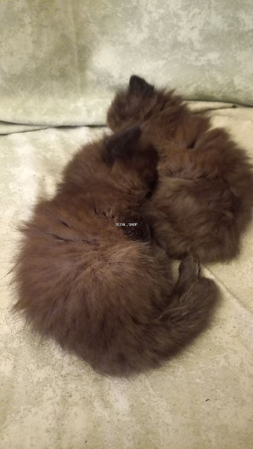 Fars, Erkək, Dişi - şəkil 5