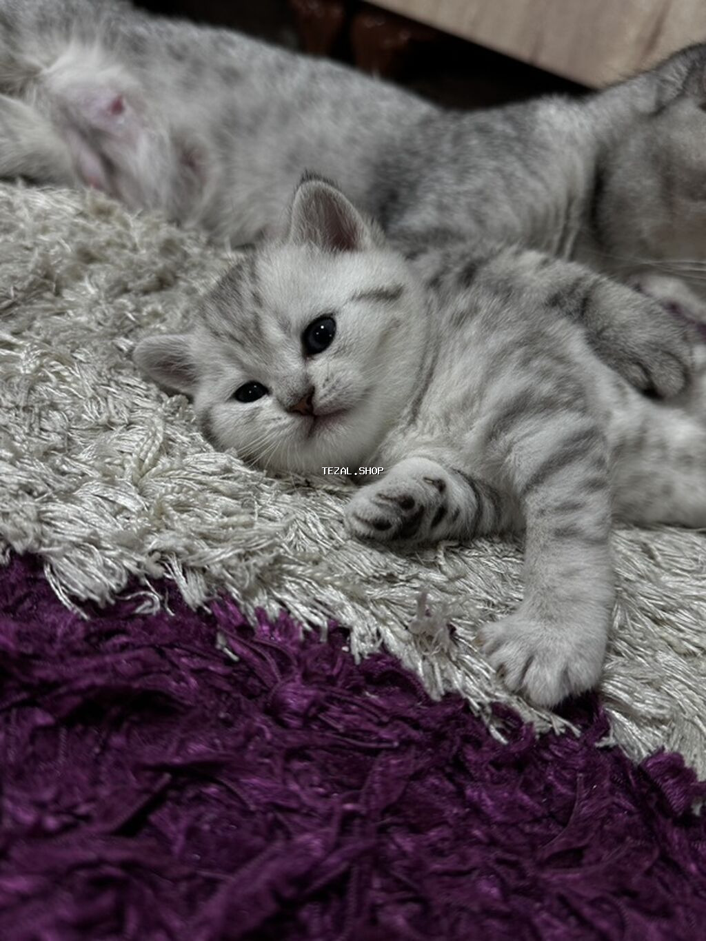 Şinşilla, Erkək, Dişi, Yaxşı əllərə, Pulsuz çatdırılma