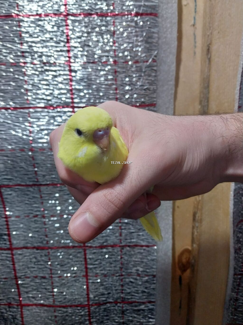 Hər ikisi çexdir və öz quşlarımın balasıdır birinci şəkildəki 3 aylıq