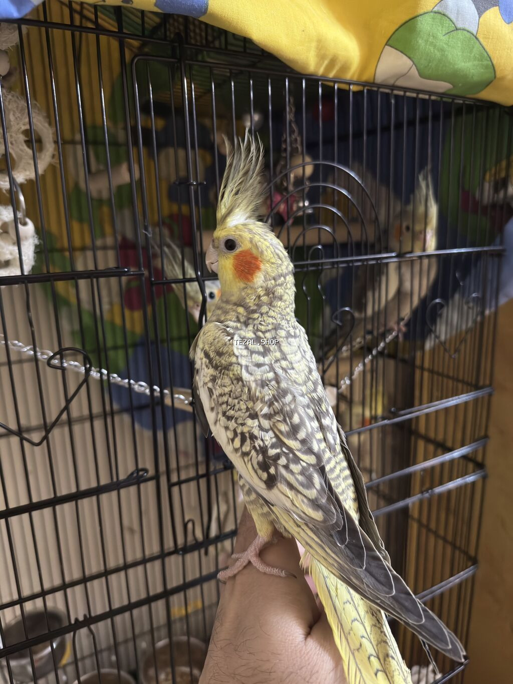 AĞCABƏDİ RAYONU ÖZ YETİŞDİRDİYİMİZ BALA 2 AYLIQ XORUZ ƏLƏ TAM