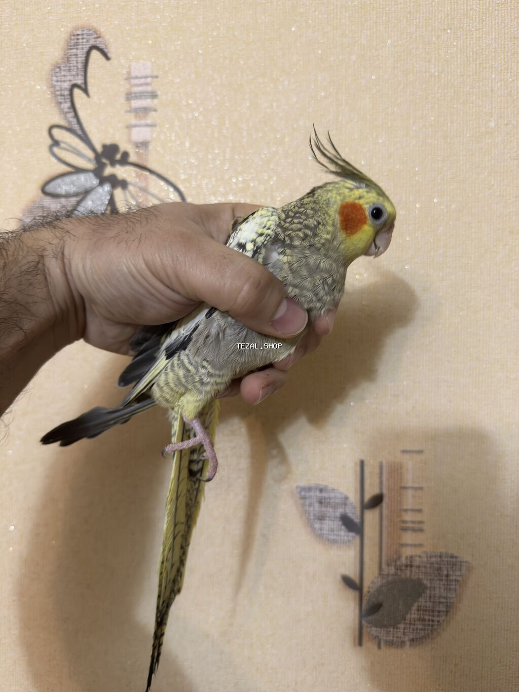 AĞCABƏDİ RAYONU ÖZ YETİŞDİRDİYİMİZ BALA 2 AYLIQ XORUZ ƏLƏ TAM - şəkil 2