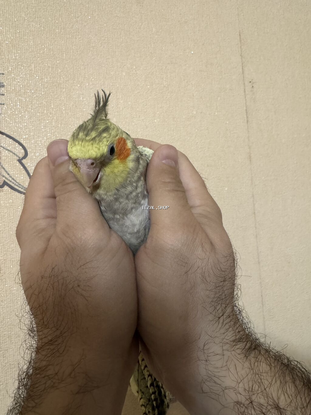 AĞCABƏDİ RAYONU ÖZ YETİŞDİRDİYİMİZ BALA 2 AYLIQ XORUZ ƏLƏ TAM - şəkil 3