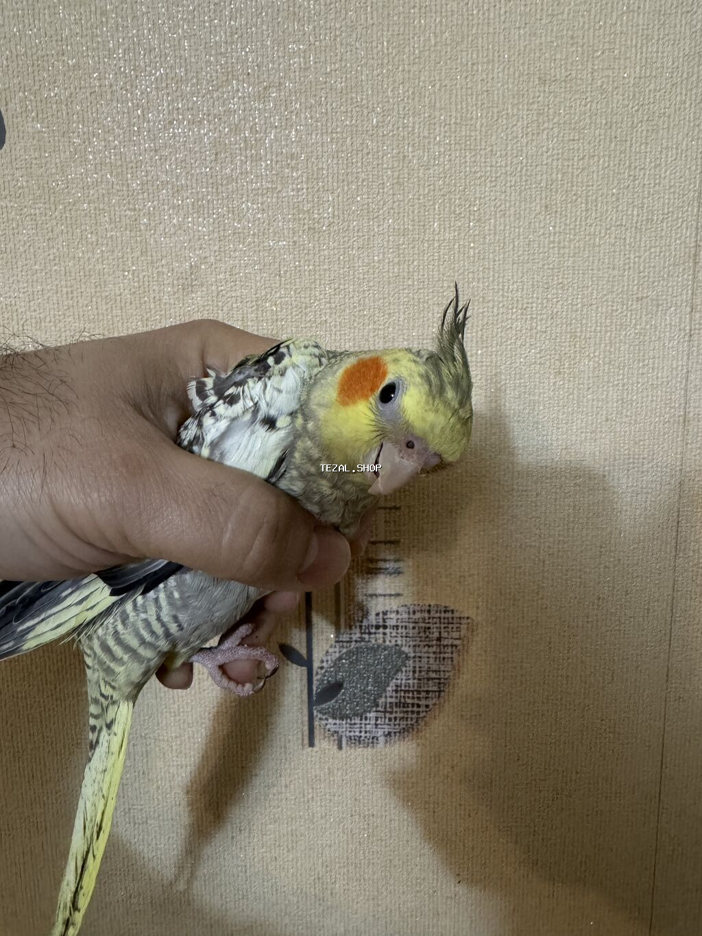 AĞCABƏDİ RAYONU ÖZ YETİŞDİRDİYİMİZ BALA 2 AYLIQ XORUZ ƏLƏ TAM - şəkil 4