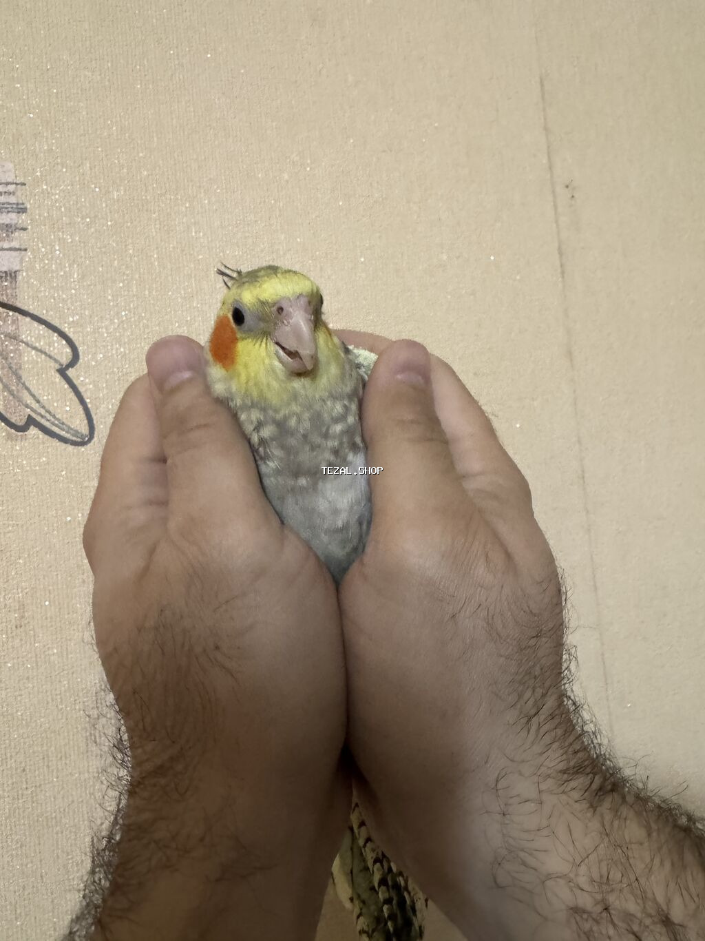 AĞCABƏDİ RAYONU ÖZ YETİŞDİRDİYİMİZ BALA 2 AYLIQ XORUZ ƏLƏ TAM - şəkil 5