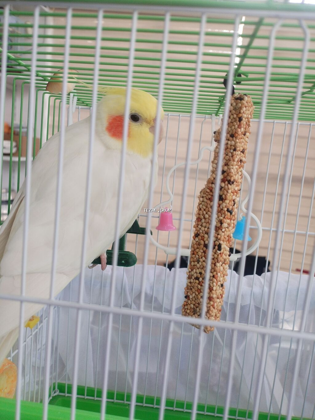 Corella rucnoydu tecili satilir