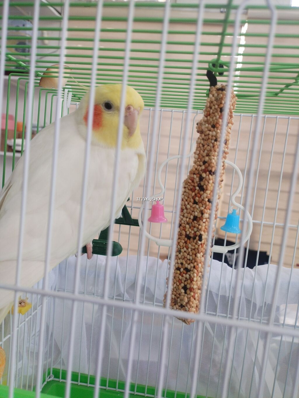 Corella rucnoydu tecili satilir - şəkil 2