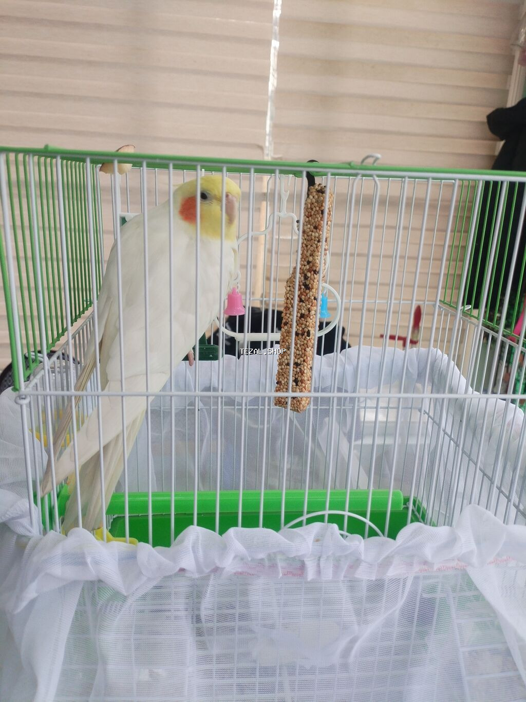 Corella rucnoydu tecili satilir - şəkil 3