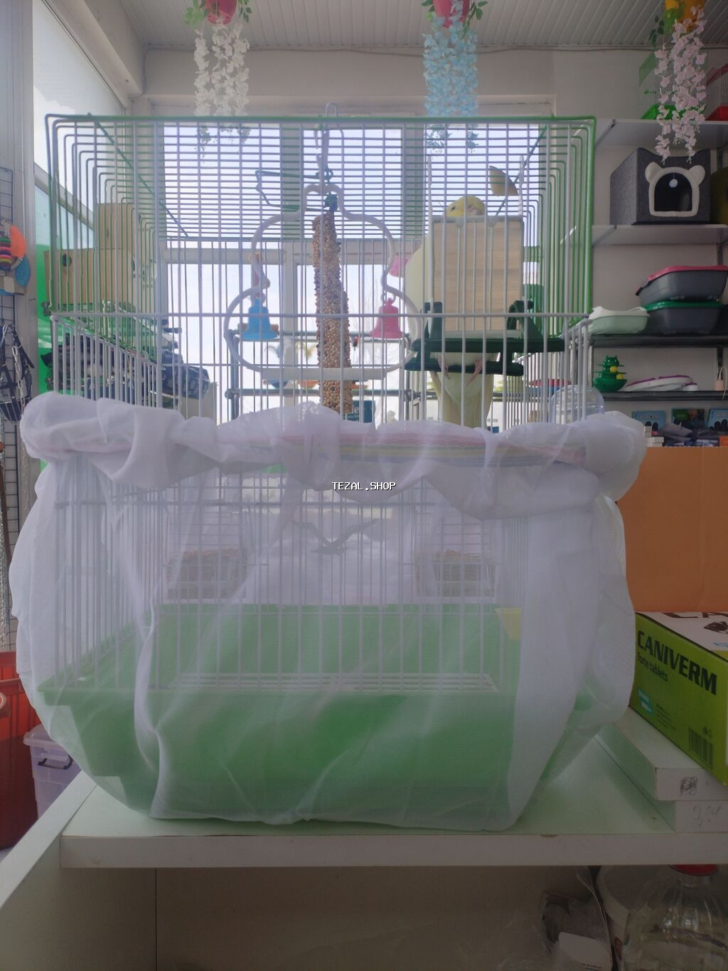 Corella rucnoydu tecili satilir - şəkil 4