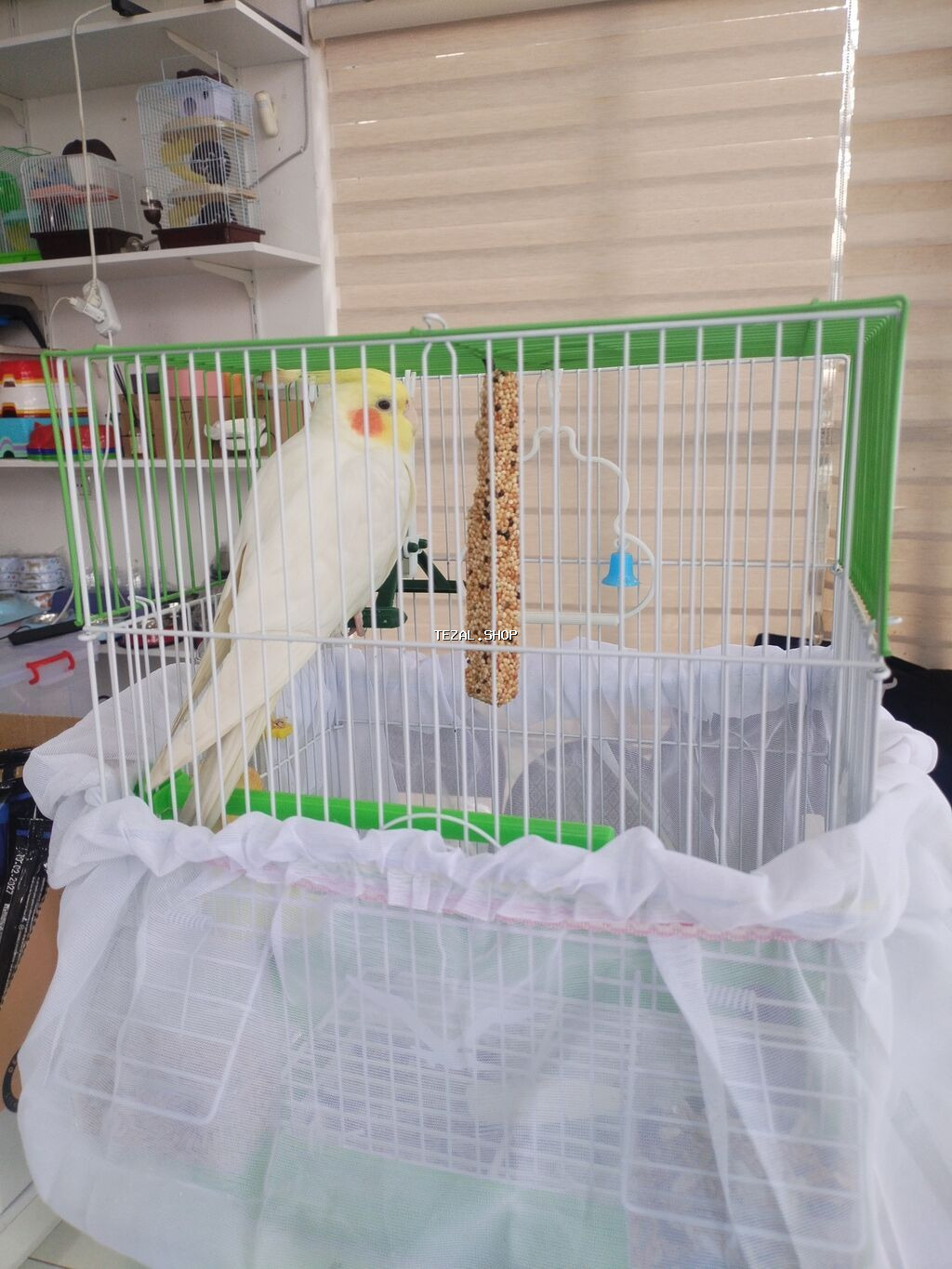 Corella rucnoydu tecili satilir - şəkil 5