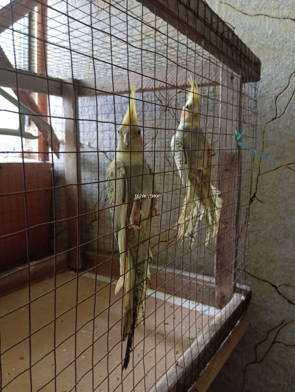 Korella Tam Saglam 5 Aylig Erkey Disi Aktif Quslardi Oynamagi Sevirler - şəkil 2