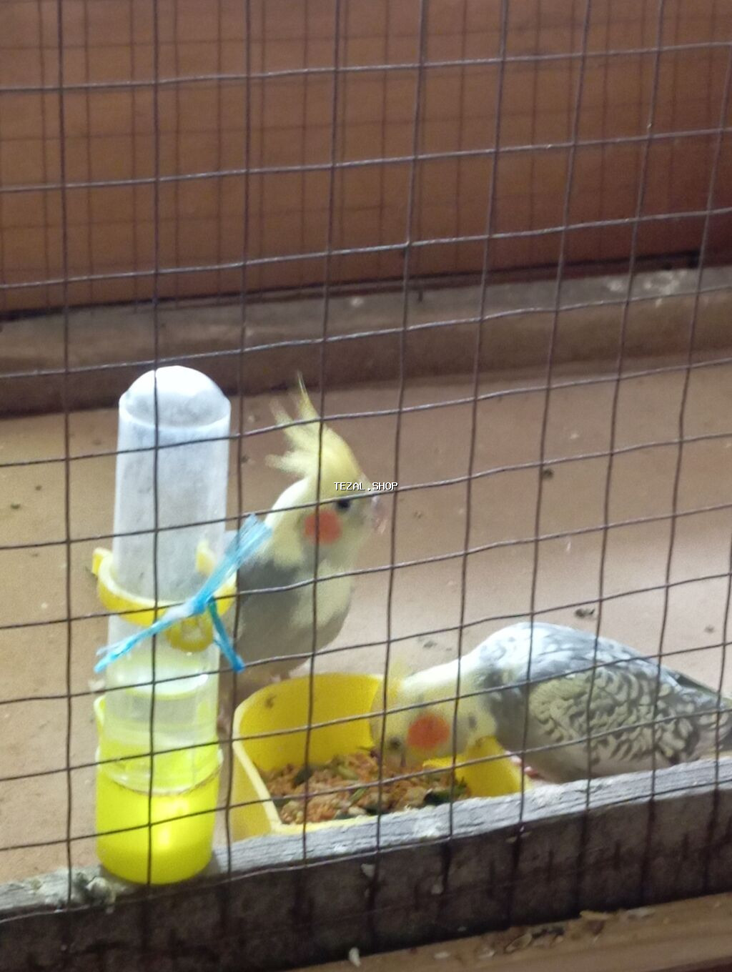 Korella Tam Saglam 5 Aylig Erkey Disi Aktif Quslardi Oynamagi Sevirler - şəkil 3