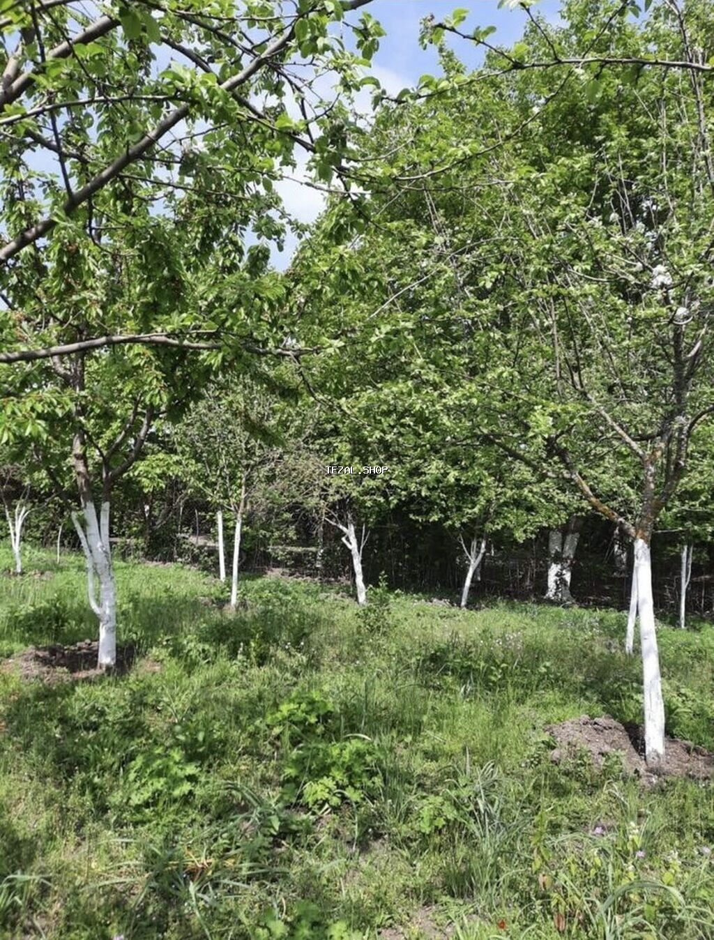 16 sot, Tikinti, Mülkiyyətçi, Kupça (Çıxarış)