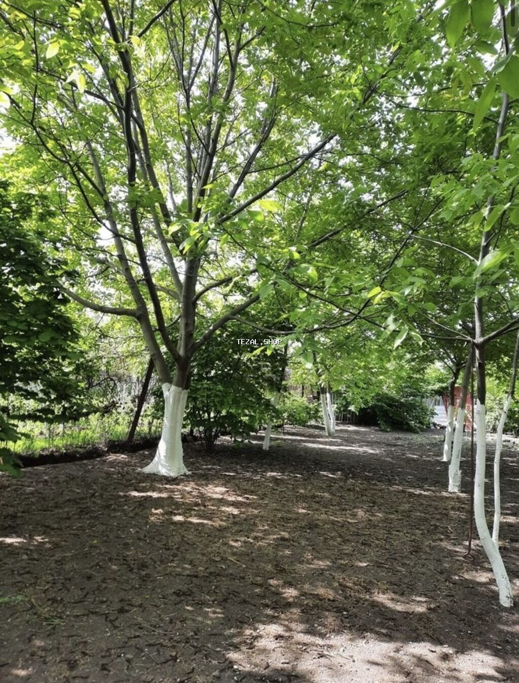 16 sot, Tikinti, Mülkiyyətçi, Kupça (Çıxarış) - şəkil 3