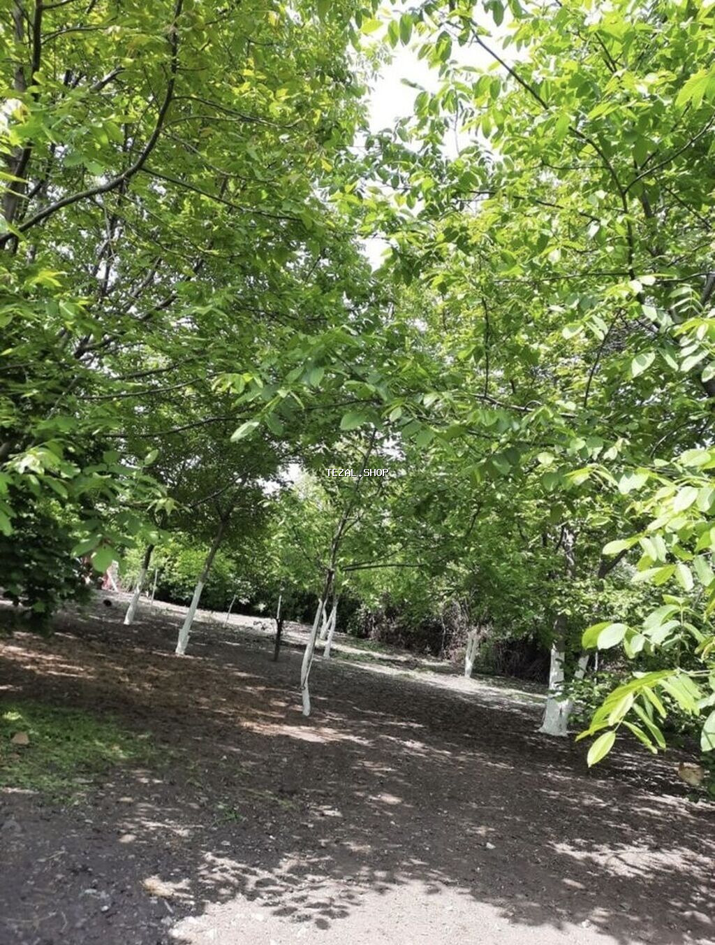 16 sot, Tikinti, Mülkiyyətçi, Kupça (Çıxarış) - şəkil 4