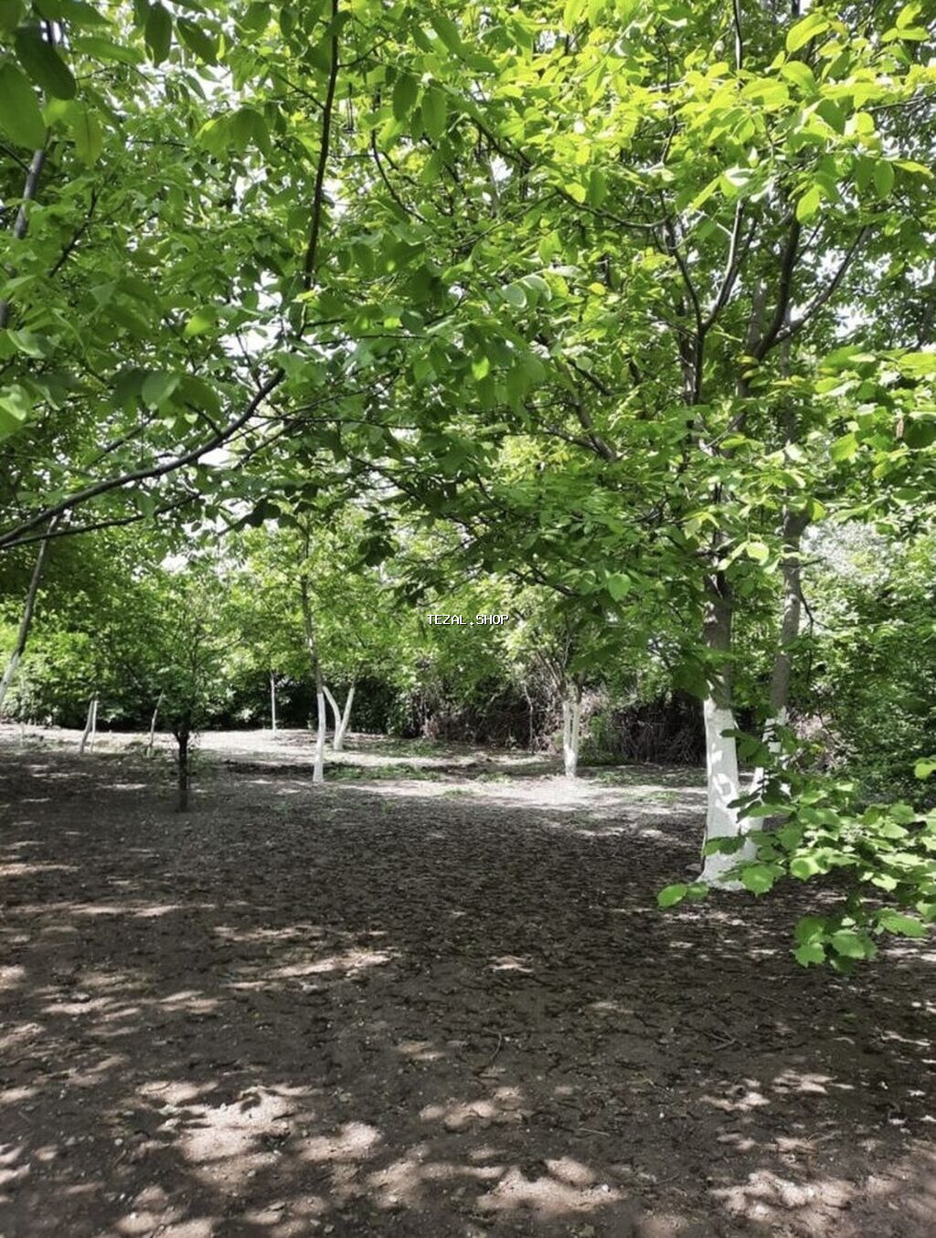 16 sot, Tikinti, Mülkiyyətçi, Kupça (Çıxarış) - şəkil 5