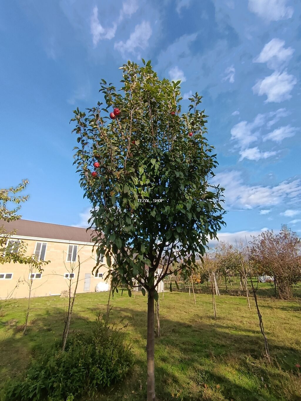 7 otaqlı, 300 kv. m, Təmirsiz - şəkil 5