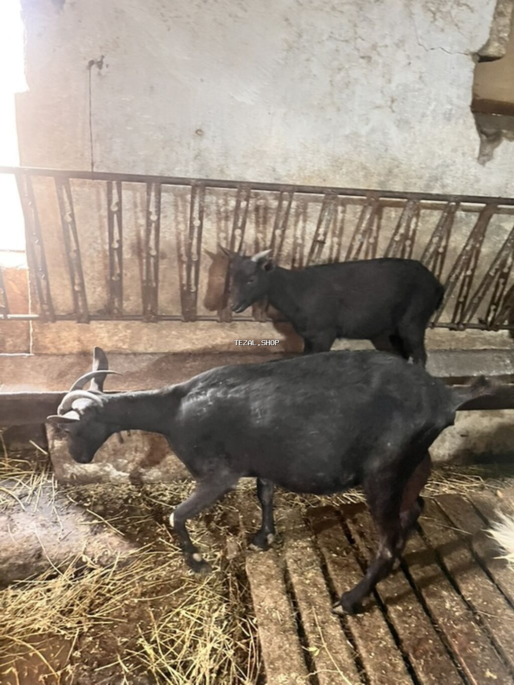 Ana bala mursiana satılır birinci qarına dogub bala erkəkdir 4