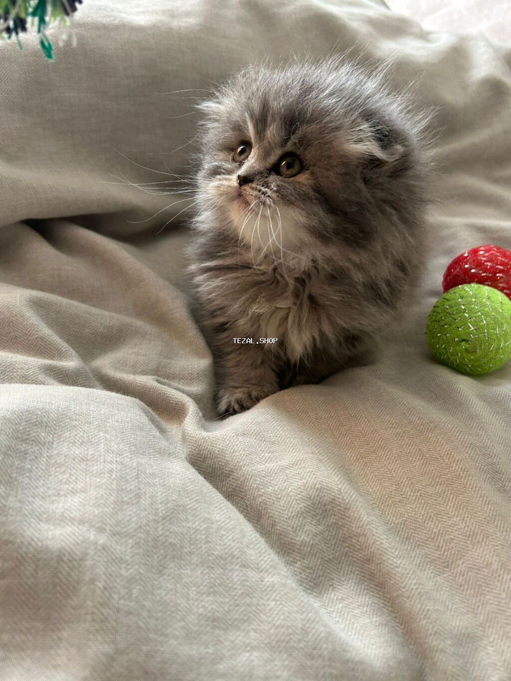 Şotland, Dişi, Yaxşı əllərə, Ünvandan götürmə, Pulsuz çatdırılma