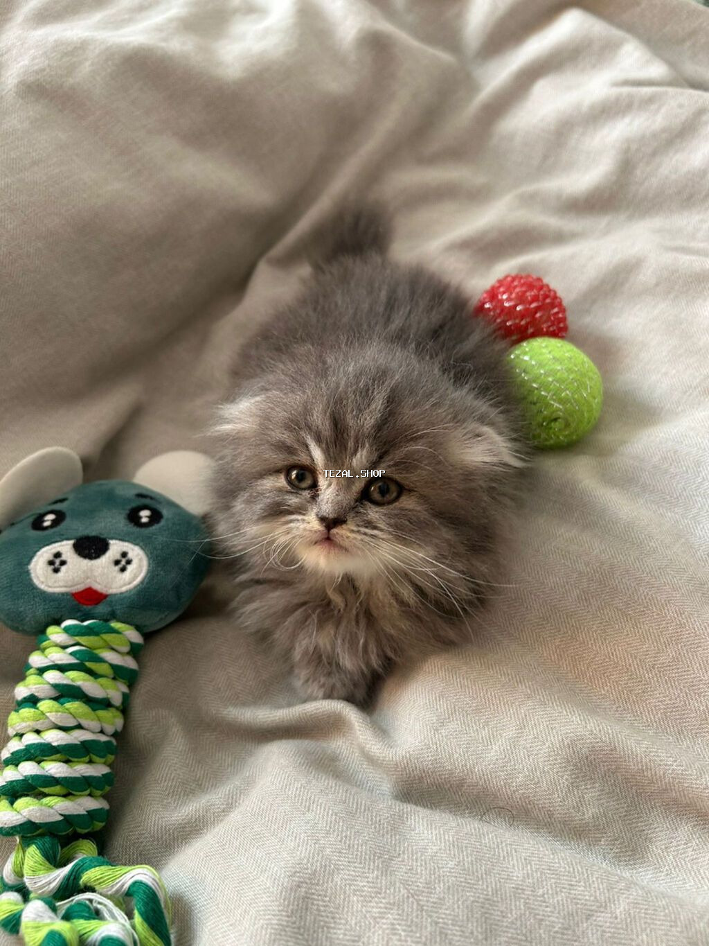 Şotland, Dişi, Yaxşı əllərə, Ünvandan götürmə, Pulsuz çatdırılma - şəkil 2