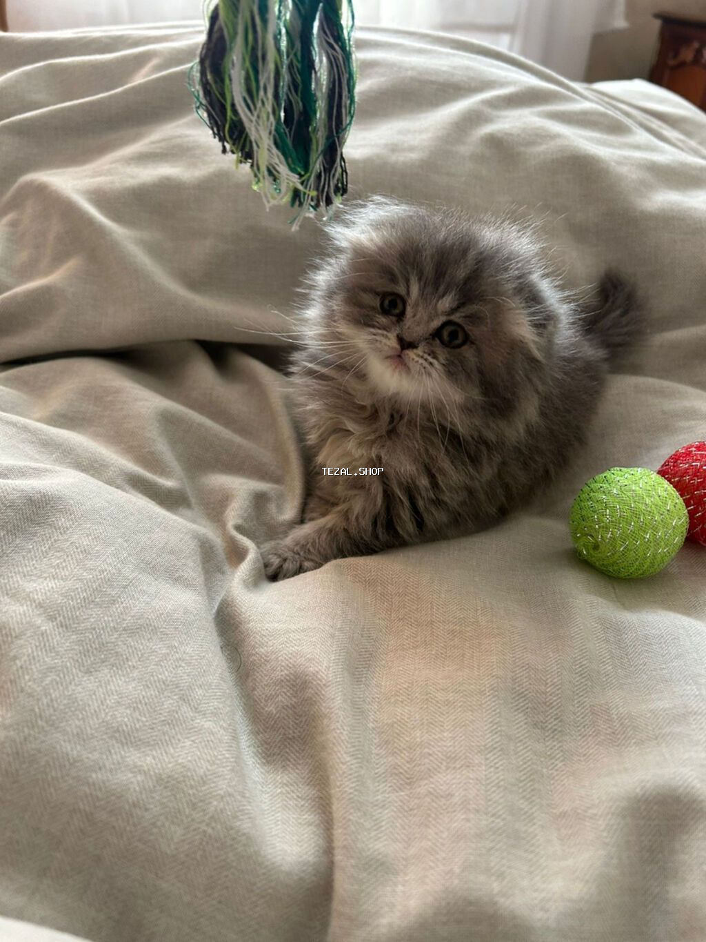 Şotland, Dişi, Yaxşı əllərə, Ünvandan götürmə, Pulsuz çatdırılma - şəkil 3