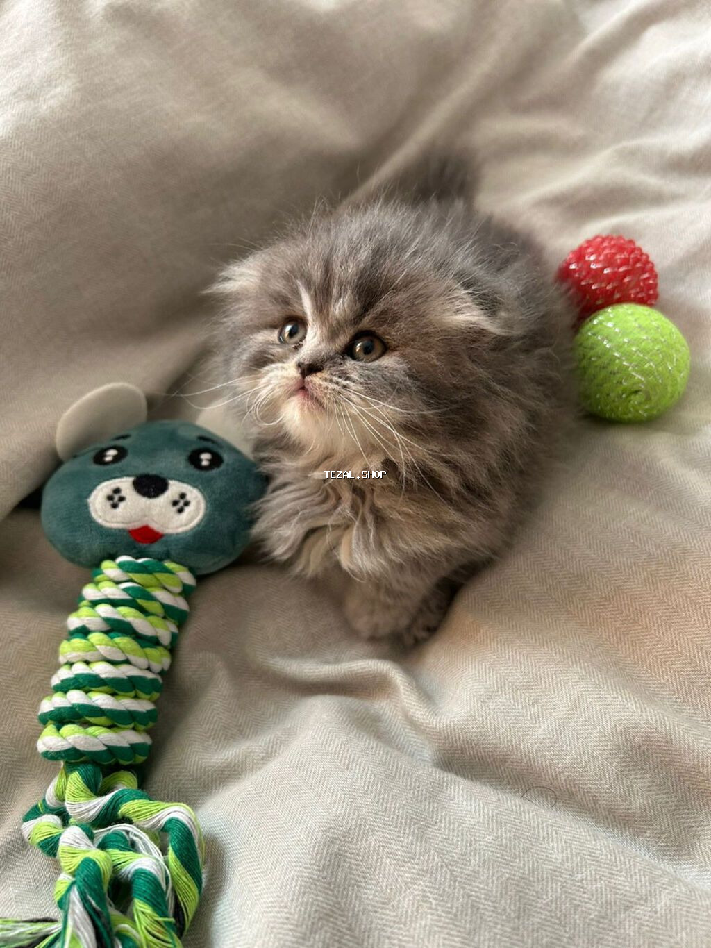 Şotland, Dişi, Yaxşı əllərə, Ünvandan götürmə, Pulsuz çatdırılma - şəkil 4