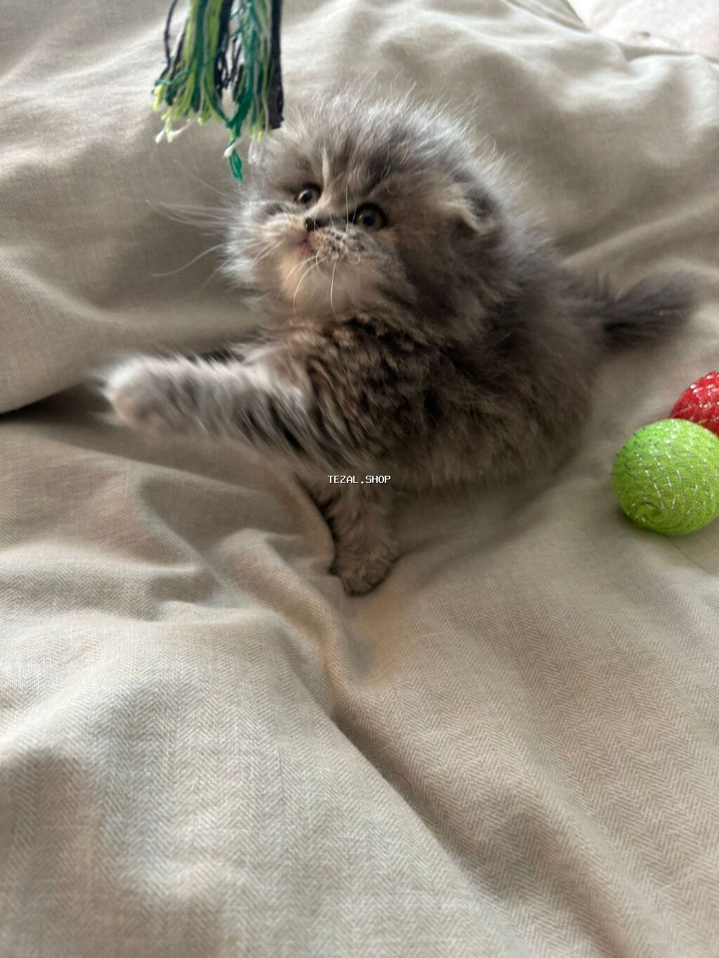 Şotland, Dişi, Yaxşı əllərə, Ünvandan götürmə, Pulsuz çatdırılma - şəkil 5