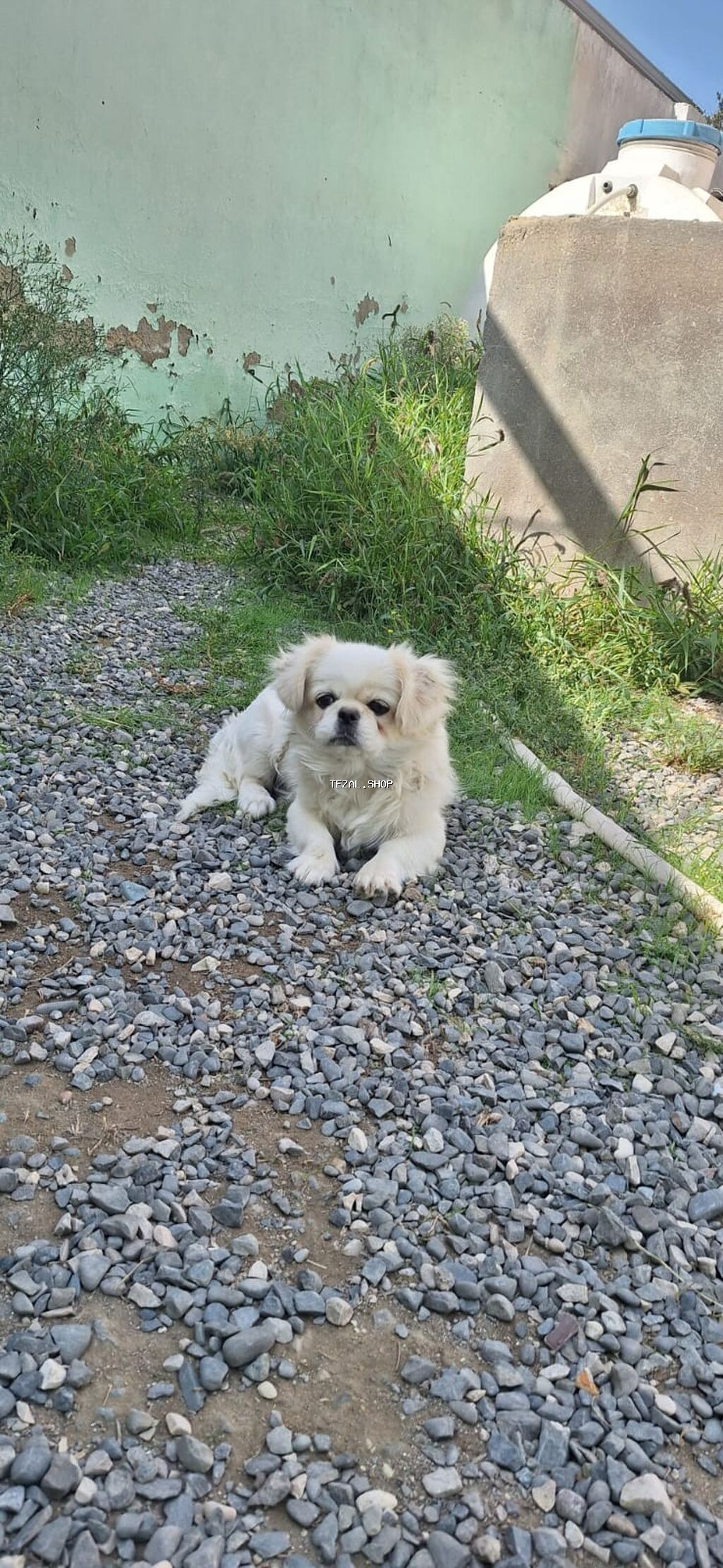 Pekines, 8 ay, Dişi, Peyvəndli, Ünvandan götürmə