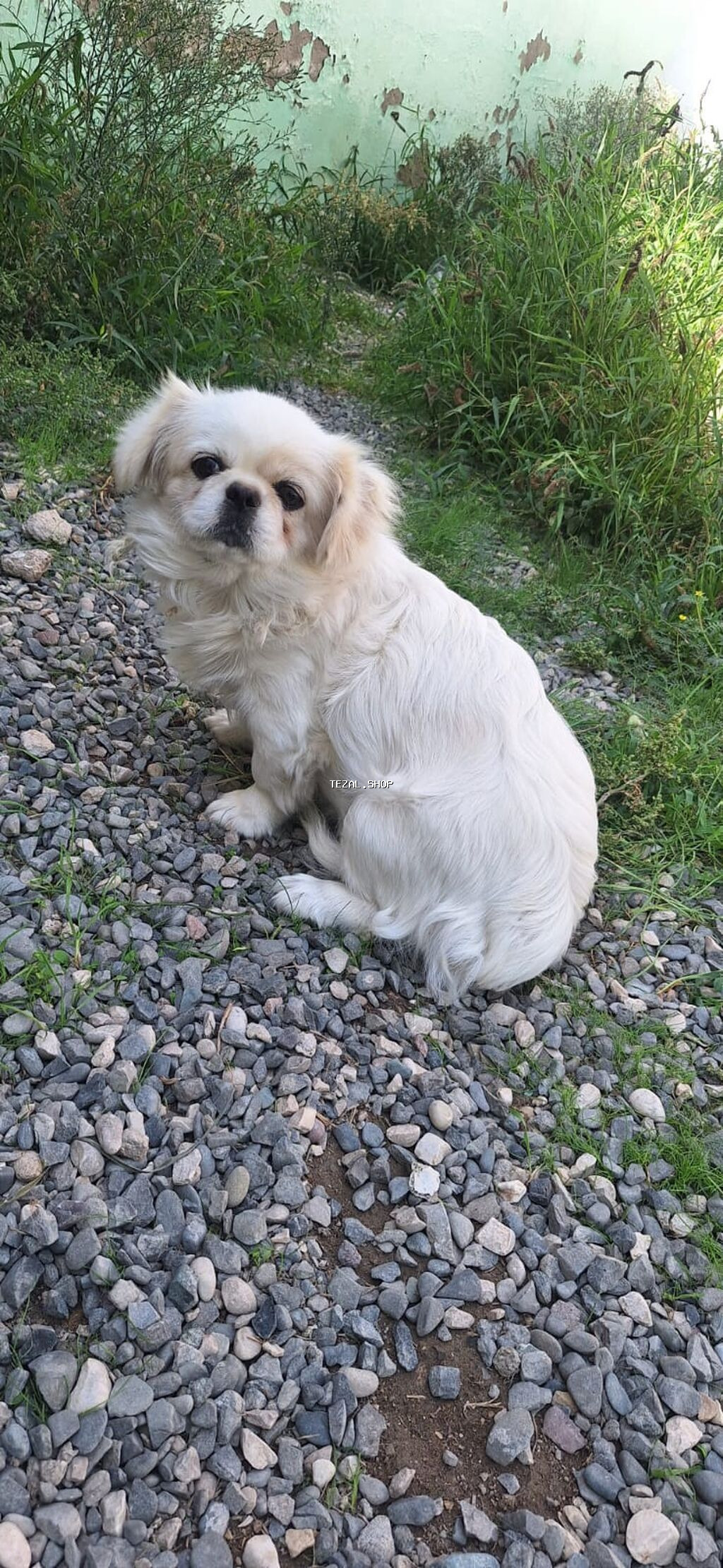 Pekines, 8 ay, Dişi, Peyvəndli, Ünvandan götürmə - şəkil 2