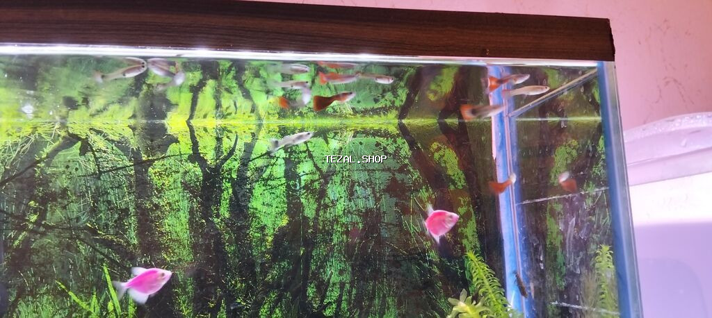 Quppi, Sülhsevər, Ünvandan götürmə - şəkil 2