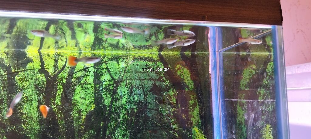 Quppi, Sülhsevər, Ünvandan götürmə - şəkil 3