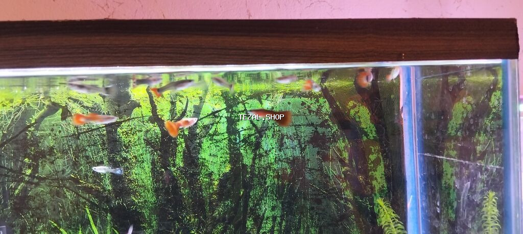 Quppi, Sülhsevər, Ünvandan götürmə - şəkil 4