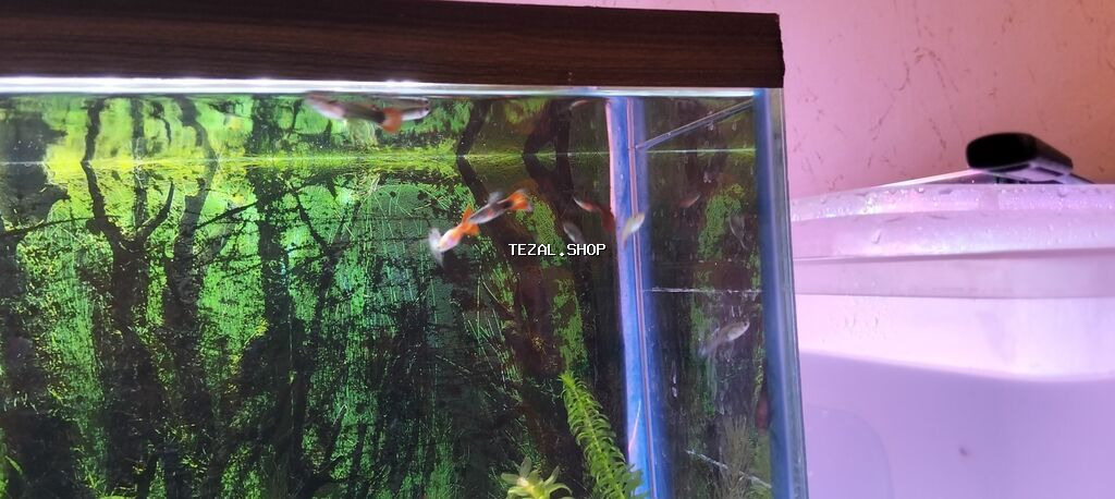 Quppi, Sülhsevər, Ünvandan götürmə - şəkil 5