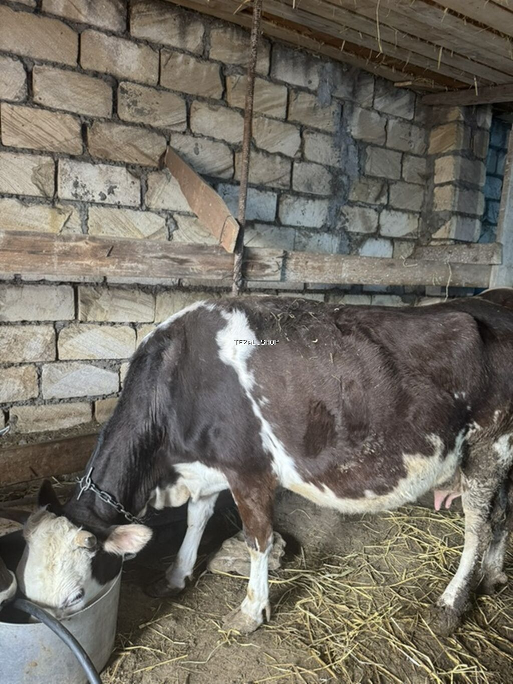 Dişi, il: 2, Südlük, Ünvandan götürmə