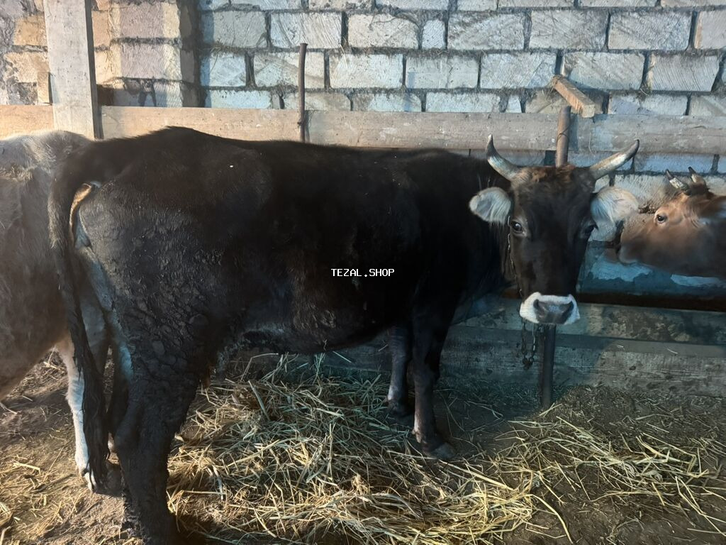 Dişi, il: 2, Südlük, Ünvandan götürmə - şəkil 2