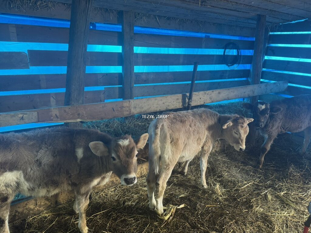 Dişi, il: 2, Südlük, Ünvandan götürmə - şəkil 3