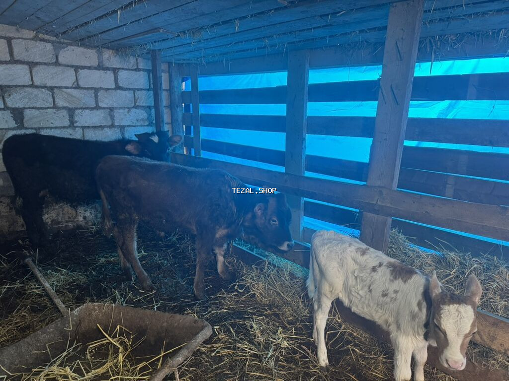 Dişi, il: 2, Südlük, Ünvandan götürmə - şəkil 4