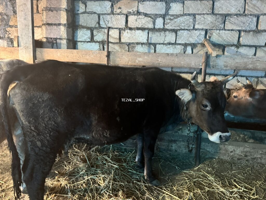 Dişi, il: 2, Südlük, Ünvandan götürmə - şəkil 5