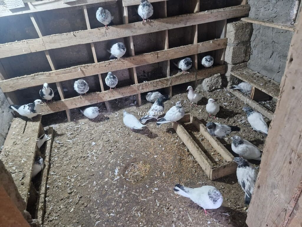 Məhsul: Ev göyərçinləri qrupu (ağ və ağ‑qara ləkəli rənglər) Təsvir