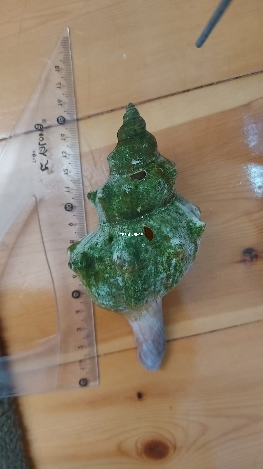 Dəniz ilbizlərinin iri ölçülü qabıqları – dekorasiya və kolleksiya