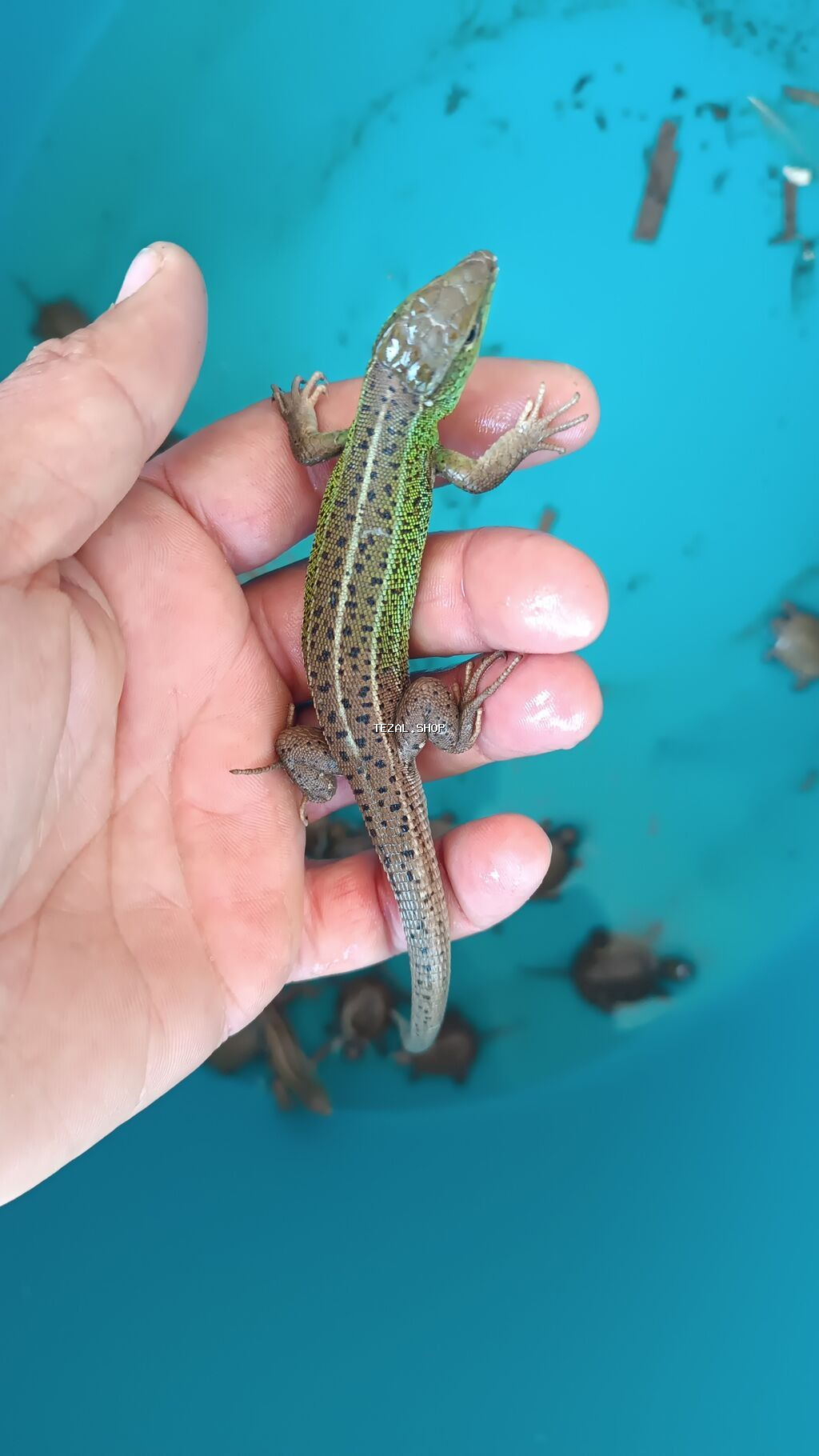 Əjdaha kərtənkələ (yaşıl-qəhvəyi rəng çalarları olan) – terrarium üçün