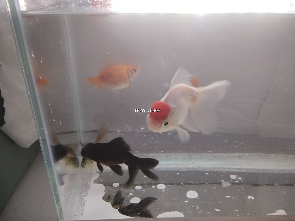 Salam Akvarium ölçüleri 35 uzunlug 15 en 25 hundurluk.akvariumun