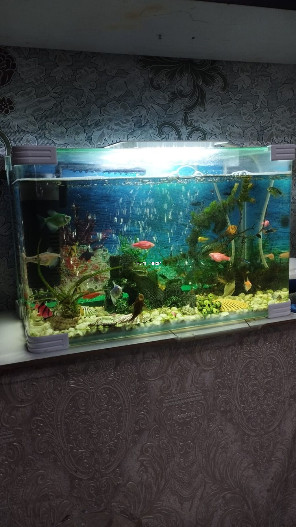 Dördbucaq akvarium, Balıqlarla birlikdə, 19 l