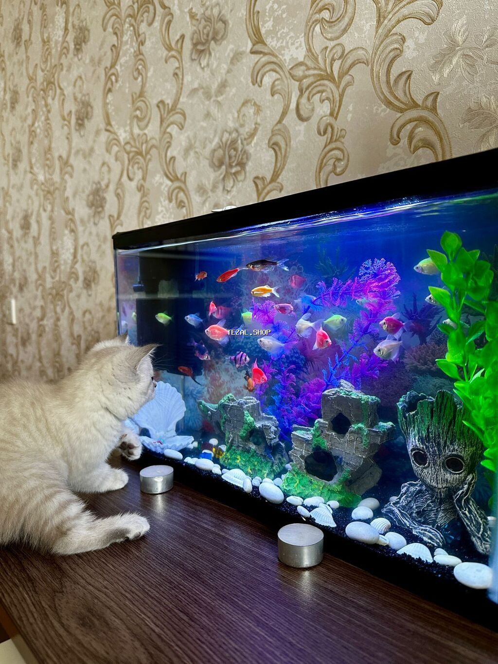 LED işıqlandırmalı dekorativ akvarium seti - Şüşə akvarium